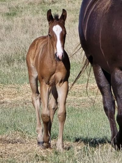 Paddys Gin Stones JW<BR>AQHA PENDING